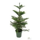 Araucaria heterophylla