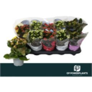 Kalanchoe blos. Mix