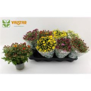 Chrysanthemum Mix 'Soulsister'