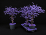 Corokia gefärbt XXL Lila + Glitter