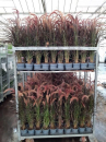Pennisetum advena "Rubrum"