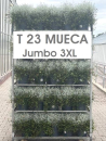 Mueca Kübel