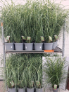 Miscanthus sin. "Strictus"