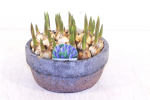 Muscari in Steinschale rund
