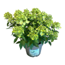 Hydrangea pan. "Panflora"