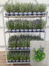 Caryopteris