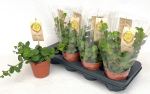 Peperomia tetraphylla
