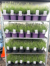 Lavandula ang. Kübel "Think Twice"