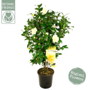 Camellia "Jurys Yellow"