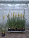 Cortaderia selloana