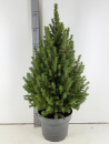Picea glauca 'Conica'