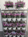 Fuchsia Ampel lilarot