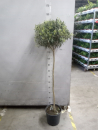 Olea europea Stamm