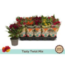 Celosia arg. 'Twisted' gemischt