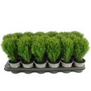 Thuja occid. 'Teddy'