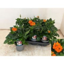 Crossandra infundib. 'Fortuna'