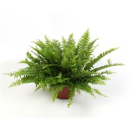 Nephrolepis exal. 'Green Moment'