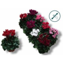 Cyclamen midi Mix