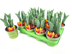 Tulpe  rot-gelb "Ice Lolly"