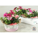 Frühlingsmix in Blechschale