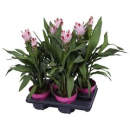 Curcuma alism. rosa