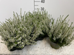 Calluna 'Beauty Ladies' weiß