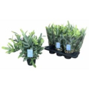 Phlebodium aureum 'Blue Star'