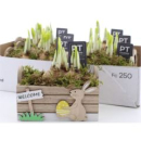 Narcissus in Holzkiste -Ostern