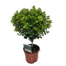 Myrsine africana Stämmchen
