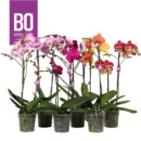 Phalaenopsis "Bo" 2 Rispen Mix