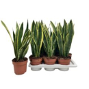 Sansevieria trifa. 'Laurentii'