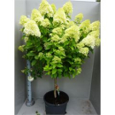Hydrangea pan. 'Limelight' Stamm