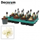 Hippeastrum  "Kolibri" 2 Knospen weiß