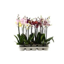 Phalaenopsis 2 Rispen Mix