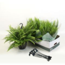 Nephrolepis exal. 'Green Moment'Amp.