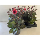 Dahlia 'Revelation' lachs-rot