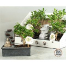 Bonsai mit Brunnen