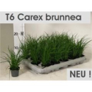 Mini Carex brunnea