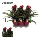 Guzmania 'Francesca' im Keramiktopf