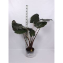 Alocasia saraw. "Yucatan Princess"