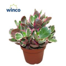 Kalanchoe  'Variegata Multicolor'
