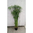 Cyperus 'Glabor'