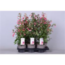 Fuchsia Pyramide