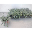 Crassula marnieriana