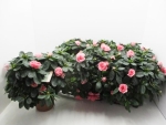 Azaleen "Lea" 22-25 cm lachs