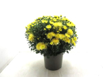 Chrysanthemum Kübel winterhart