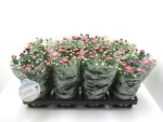 Chrysanthemum "Yahoo" rot-weiß