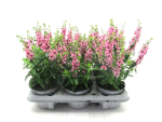 Angelonia rosa