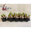 Hyacinthus 3pp weiß