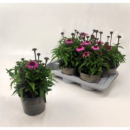 Echinacea lila